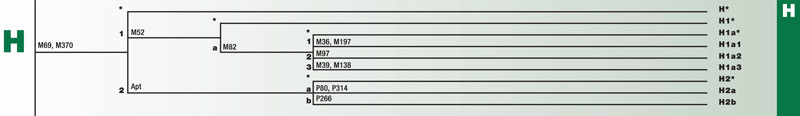 Haplogroup E